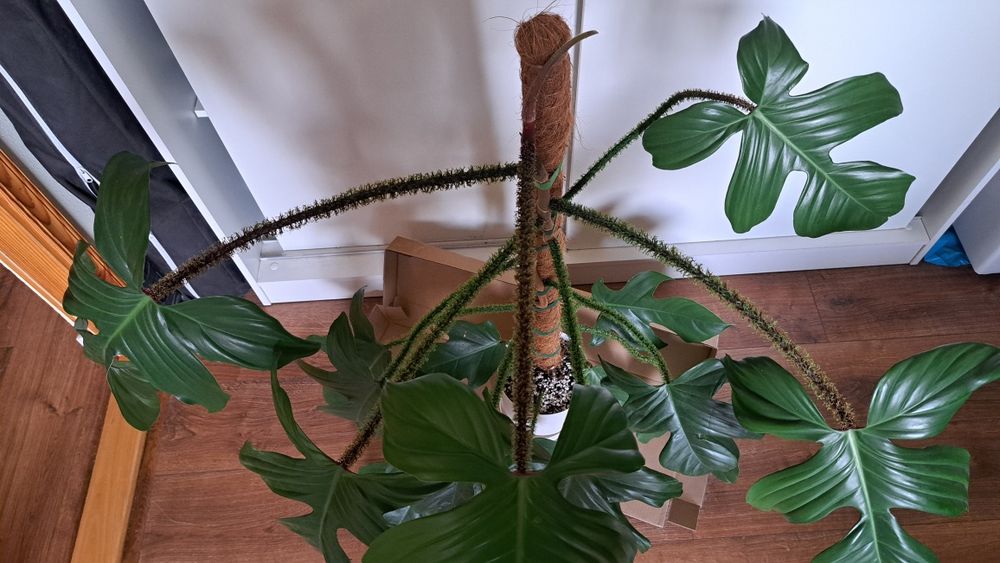 Bardzo duża piękna roślina kwiat, Philodendron filodendron