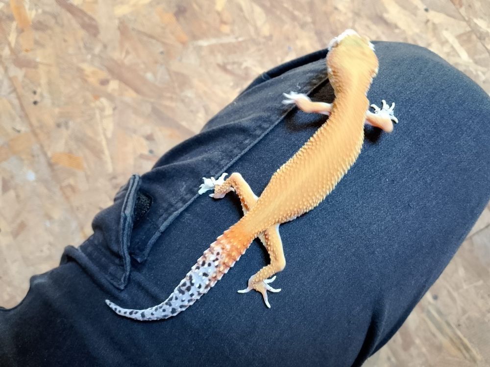 Gekony lamparcie
