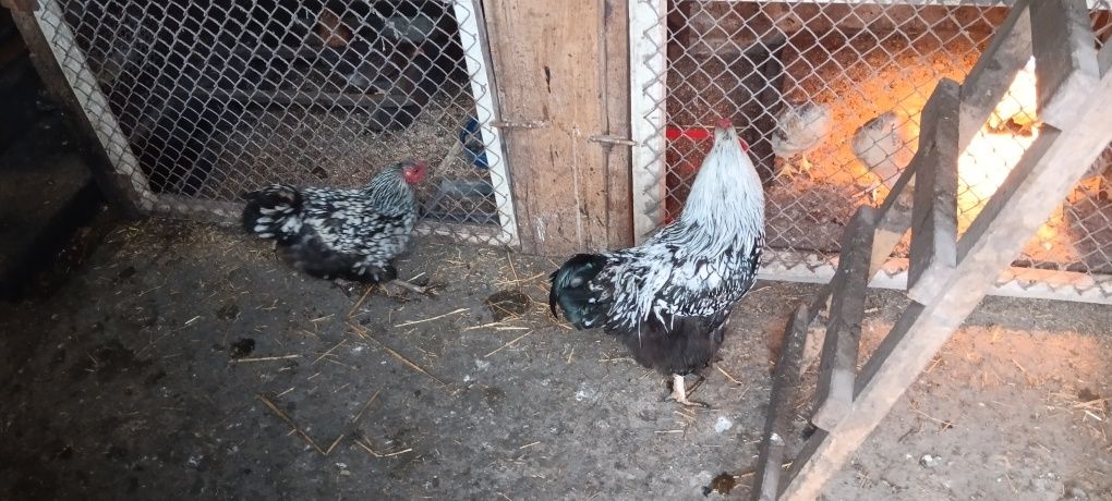 Продам курей Віандот пара