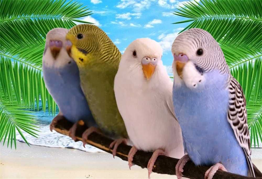 Волнистые попугаи,птенцы
