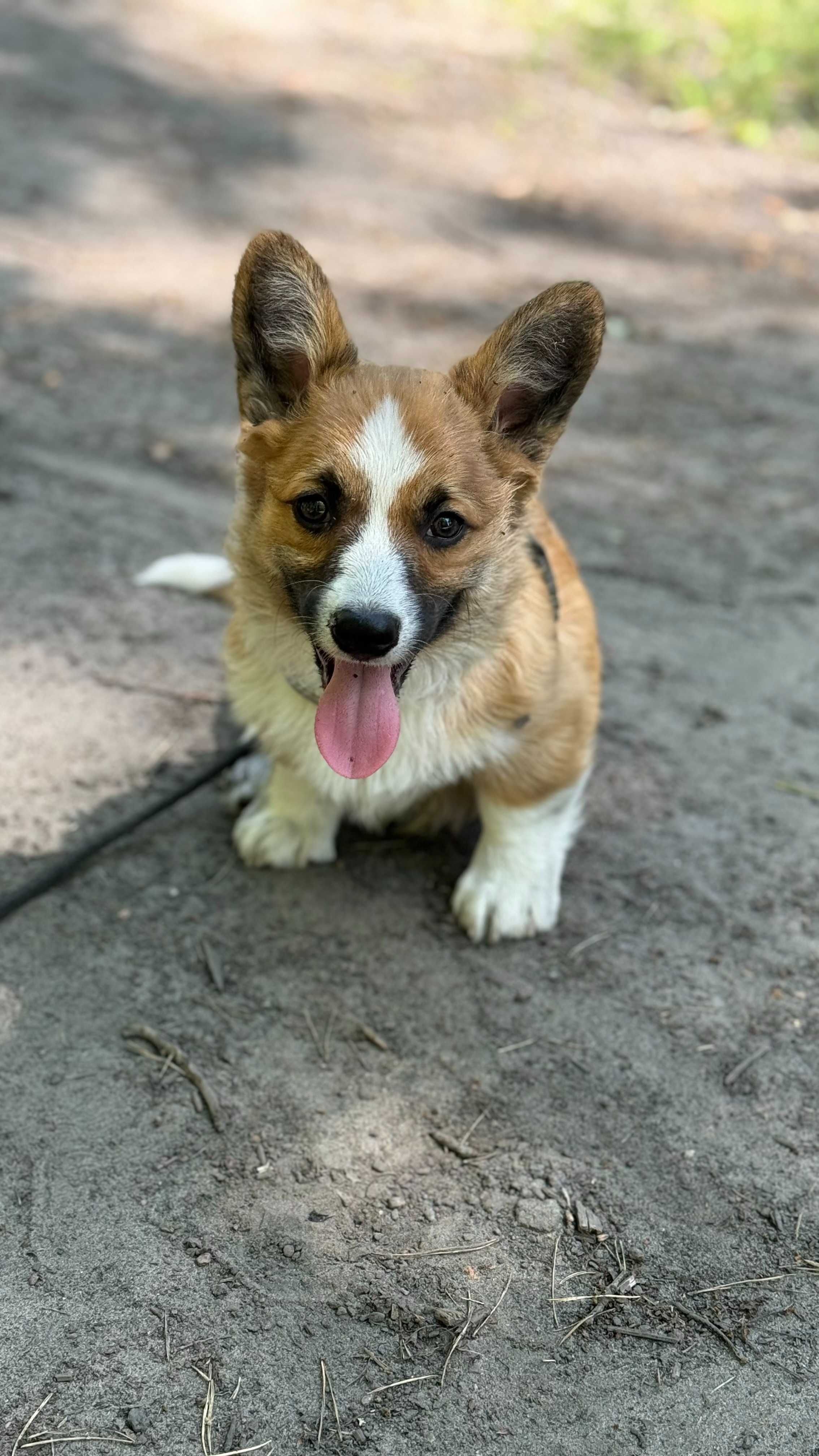 Szczeniak Welsh Corgi Pembroke FCI