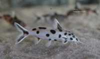 Ryby Tanganika Synodontis Polli White