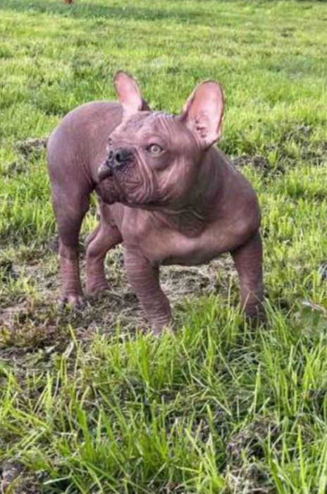 Шикарный голый кобель ждет невест!!! Французский бульдог без шерсти