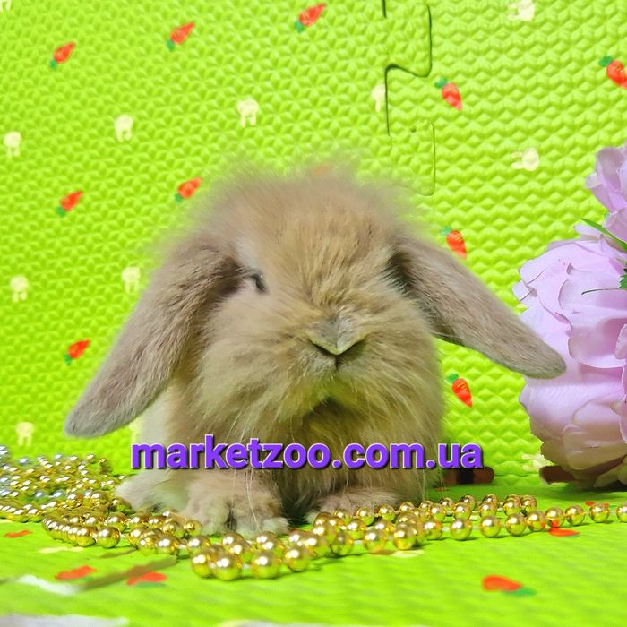 Мини mini lop мiнi карликовые декоративные крольчата кролики