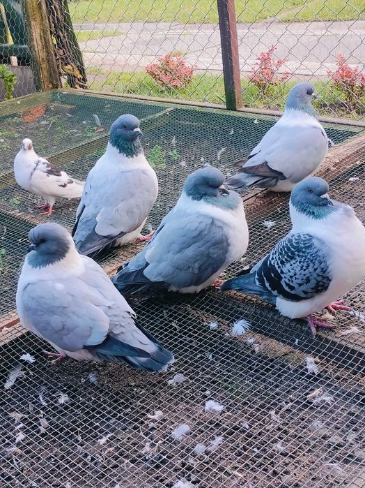 Straser strassery                                   .