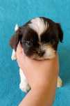 Czekoladowo- biały chlopiec Shih-tzu