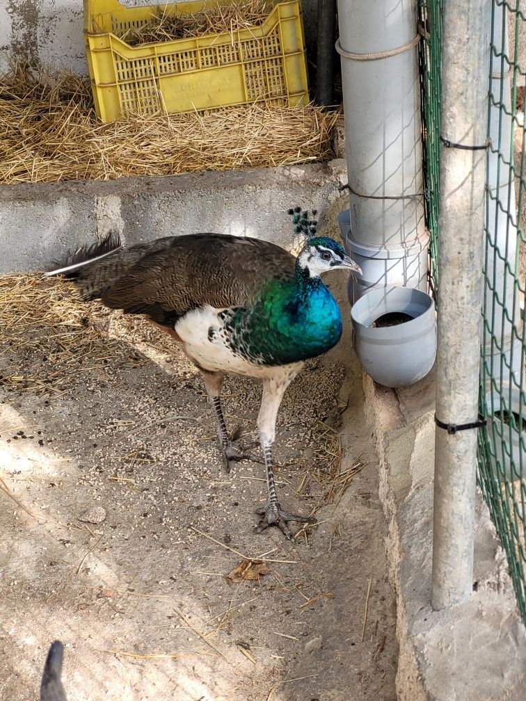 Casal de Pavões azuis