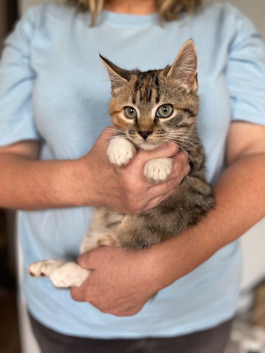 Котята котики отдам котенок девочка