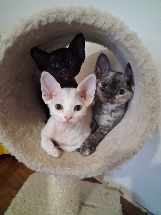 Biała koteczka Devon Rex, FPL ZAREZERWOWANA