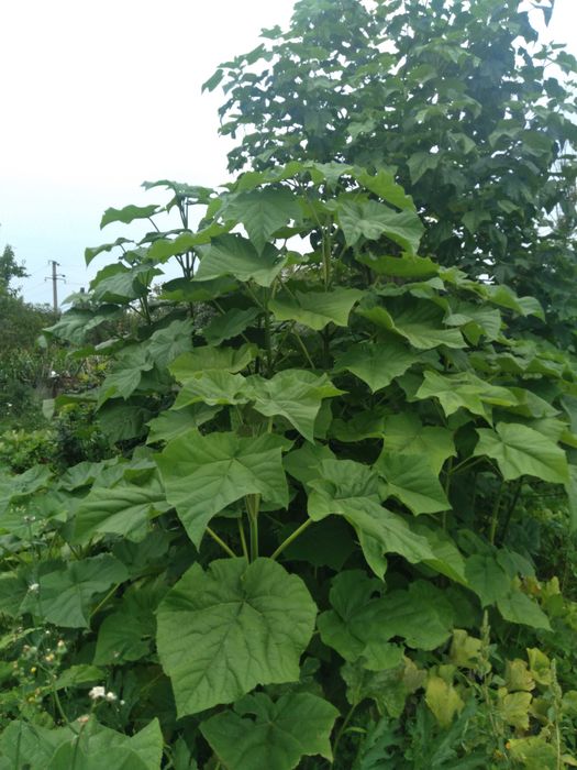 Павловнія-одно та дворічні саджанці