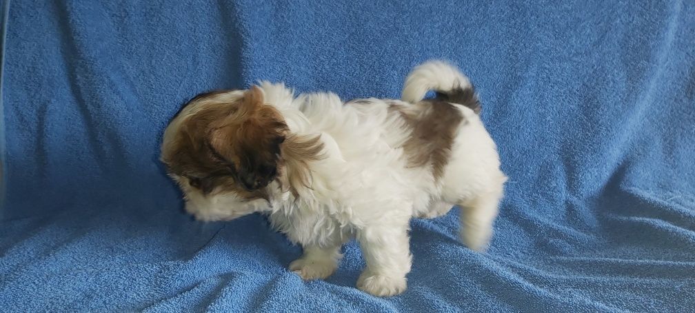 Shih-tzu de uma excelente genética