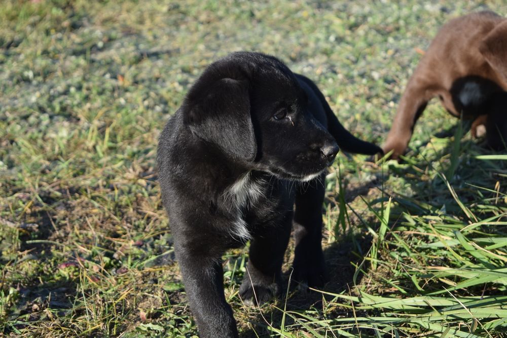 Szczeniaki w typie Labradora