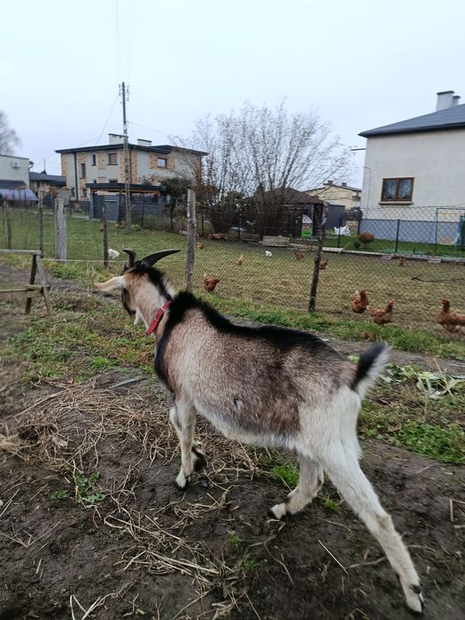 Kozioł koziołek cap capek koza