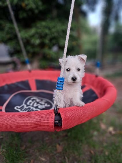 West highland white terrier