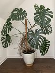 Piękna monstera 1,5 metrowa