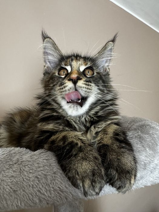 Maine Coon - Torbie (com LOP)