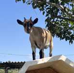 Cabras anãs - Duas fêmeas e um macho
