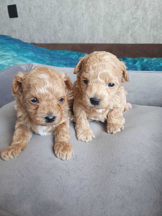 Мальтіпу F2 цуценята 700$ безкоштовна доставка по Львову