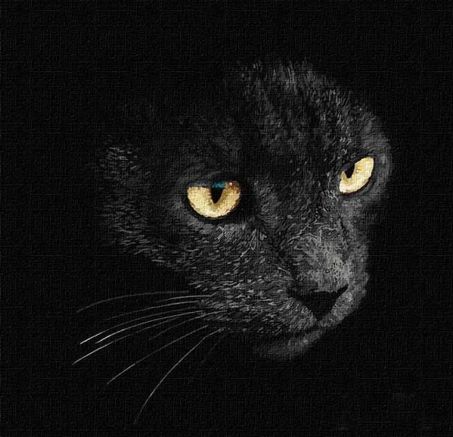 Розмальовка картина за номерами Шкідливі кошеня по номерам черный кот
