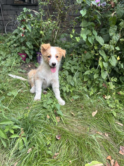 Border collie- piesek ee-red