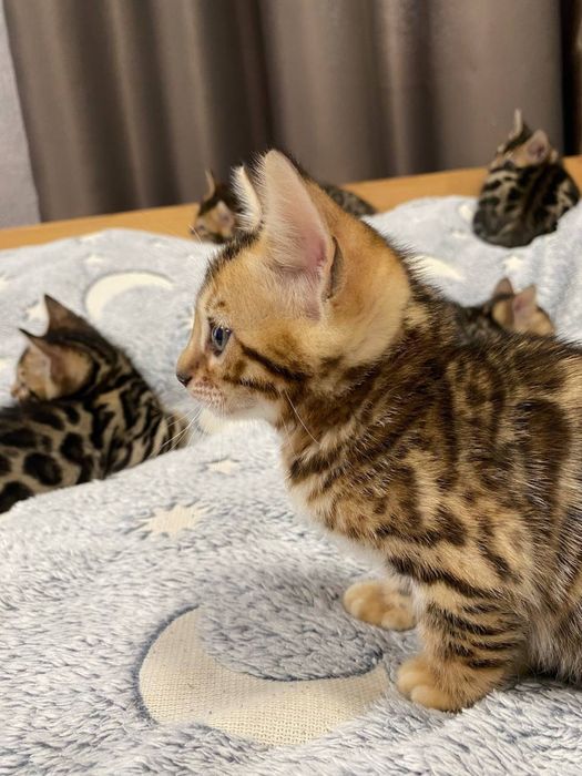 Бенгальські кошенята від батькіа з родословною.