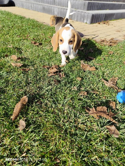 Suczka Beagle gotowa do odbioru metryka czip wyprawka