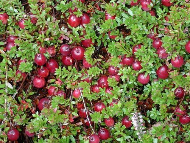 Sadzonki Żurawiny Wielkoowocowej! Piękne i gęste Sadzonki! polecam