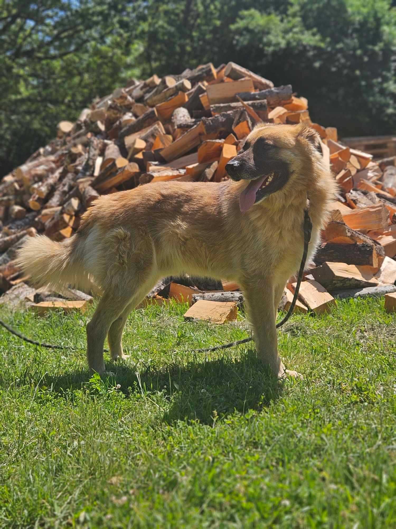 Leonberger mix   Neon  schronisku w Zgierzu aktualne