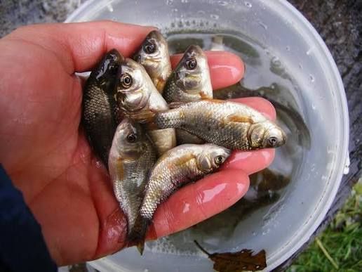 Живец карась штучно вирощені