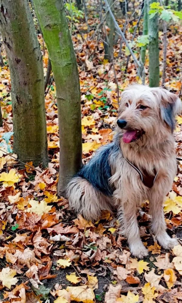Dwie suczki Bejbi i Nala szukają domków