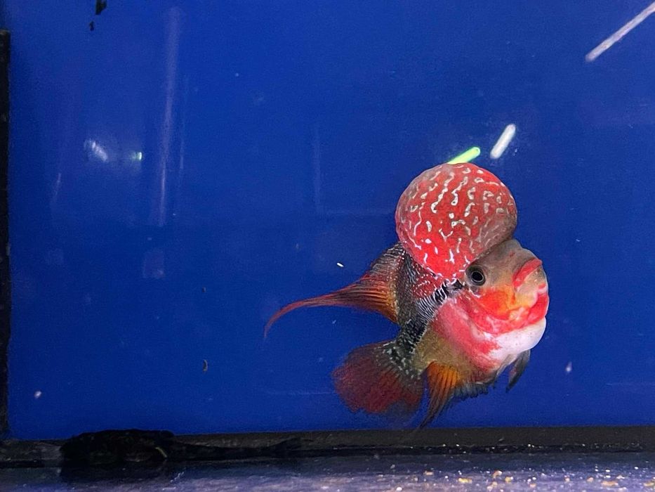 Flowerhorn - selekcja Wietnam