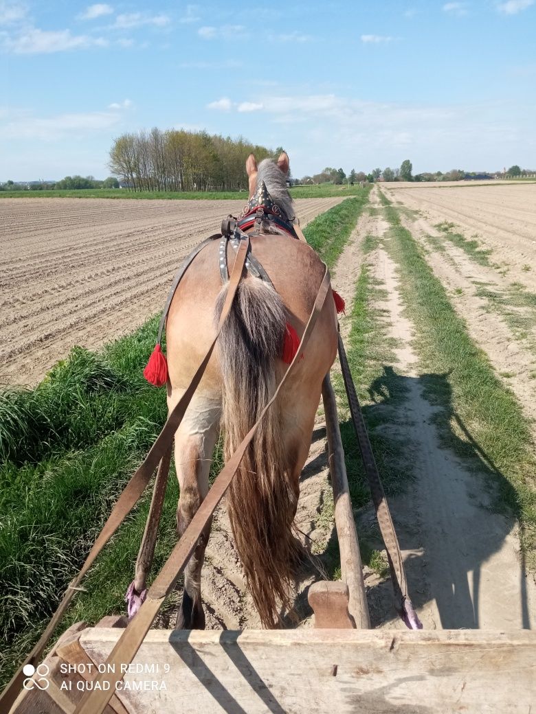 Źrebica zimnokrwista - zaprzęgana!