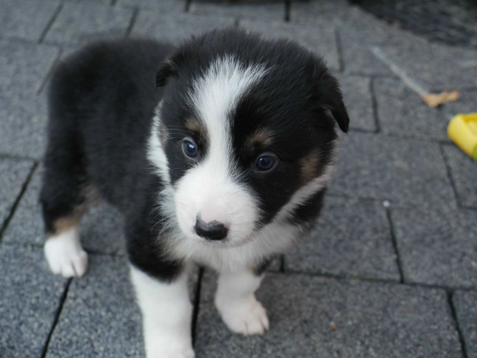 Border Collie chłopak