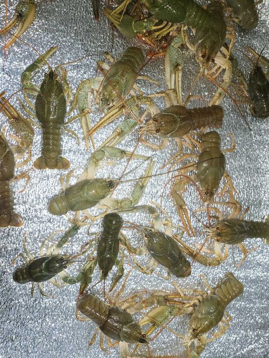 РАКИ  делікатес з чистих водойм