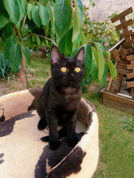 Котенок в хорошие руки