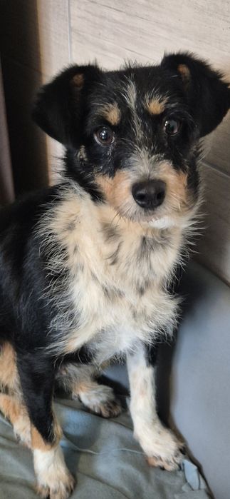 Suczka około dwa lata