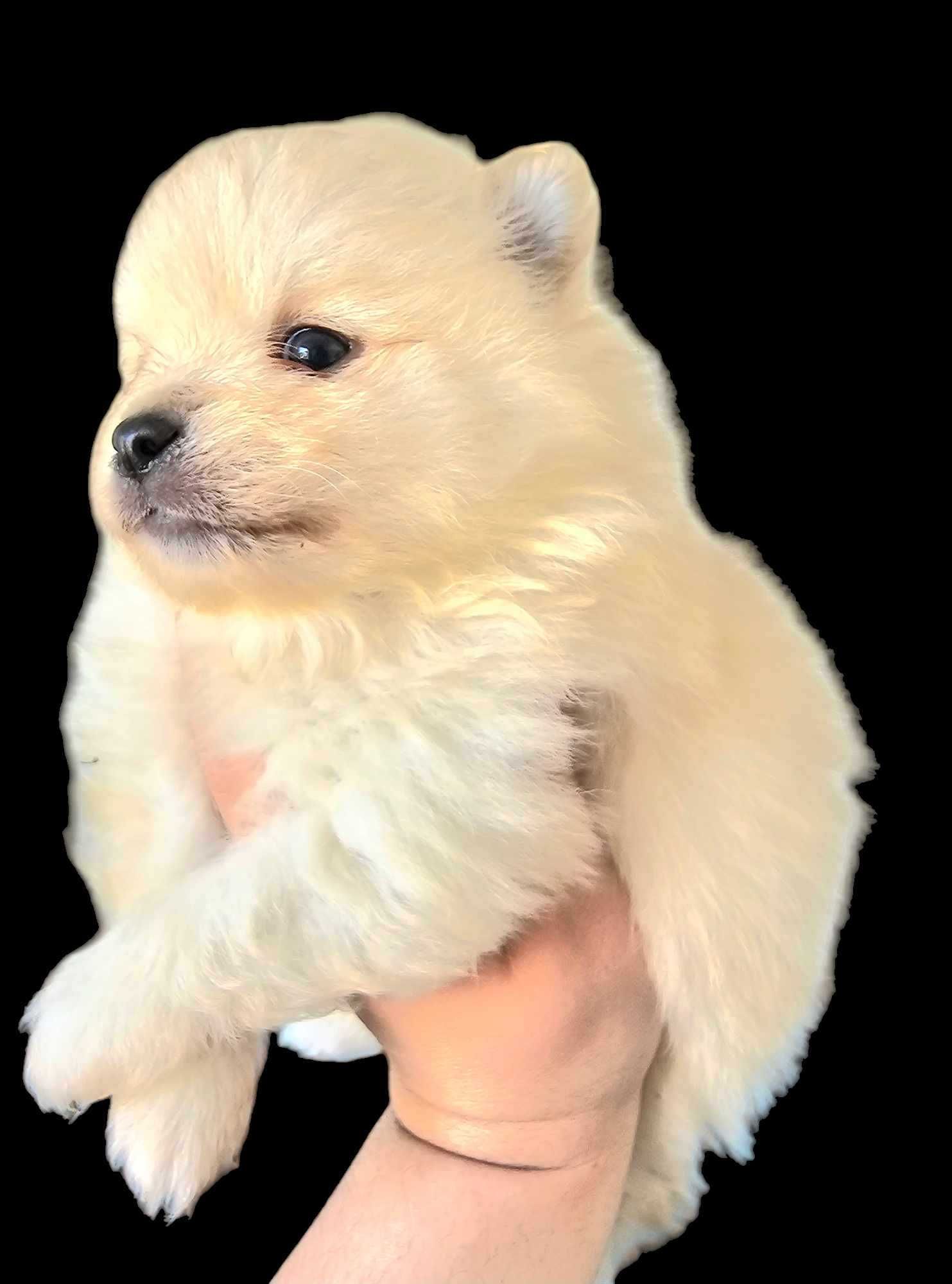 Pomeranian Szpic miniaturowy krem Trójmiasto pomorskie