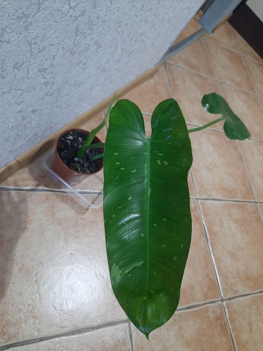 Filodendron jose buono