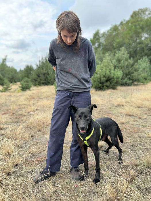 Batman w typie labradora szuka domu. Adoptuj!