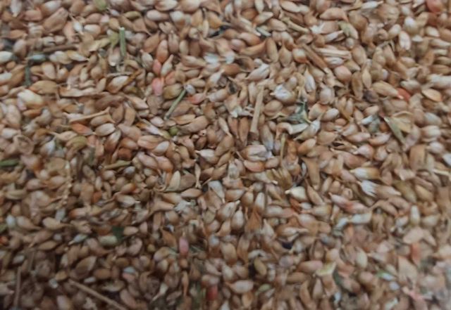 продам зерно уцхо сунелі, гарної якості, Грузія, врожай 2023.