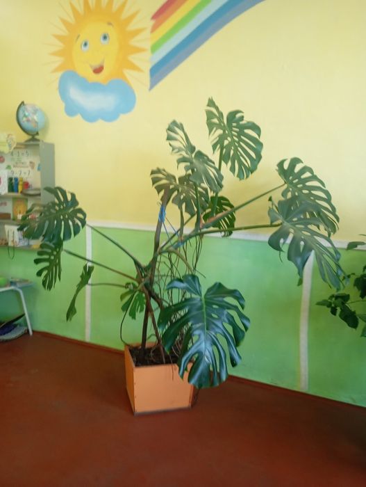 Кімнатні рослини