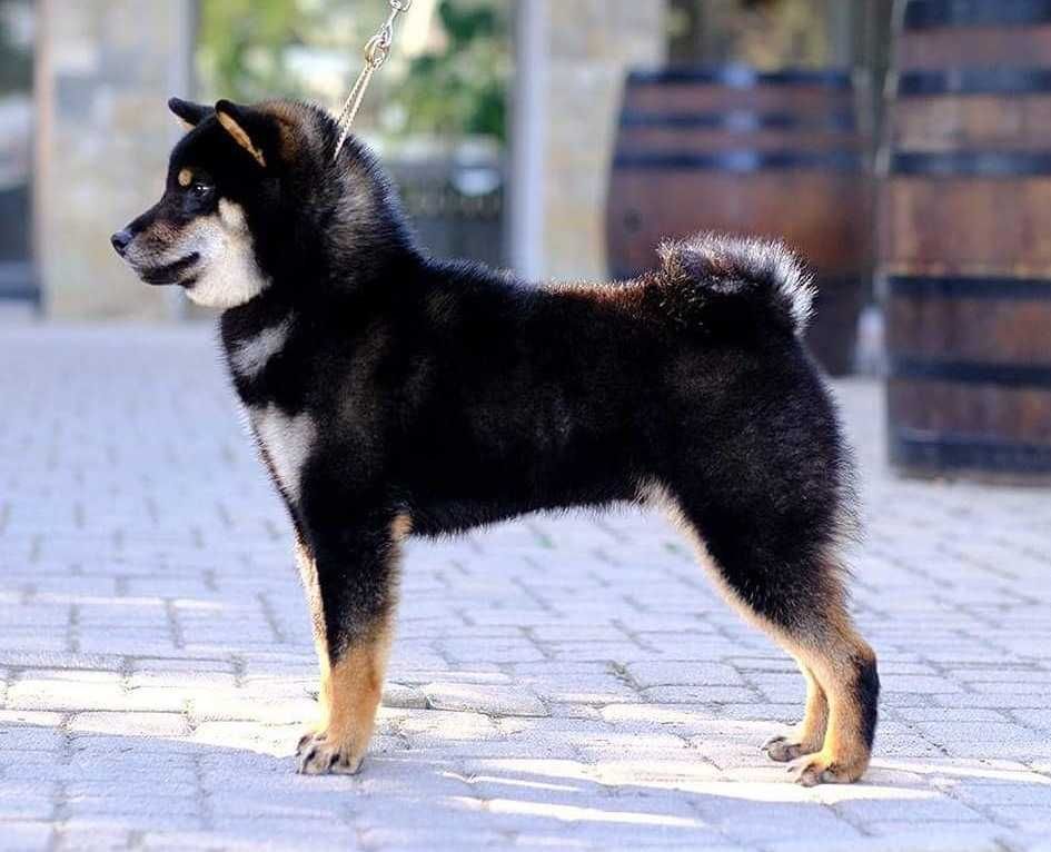 Szczeniak shiba inu FCI