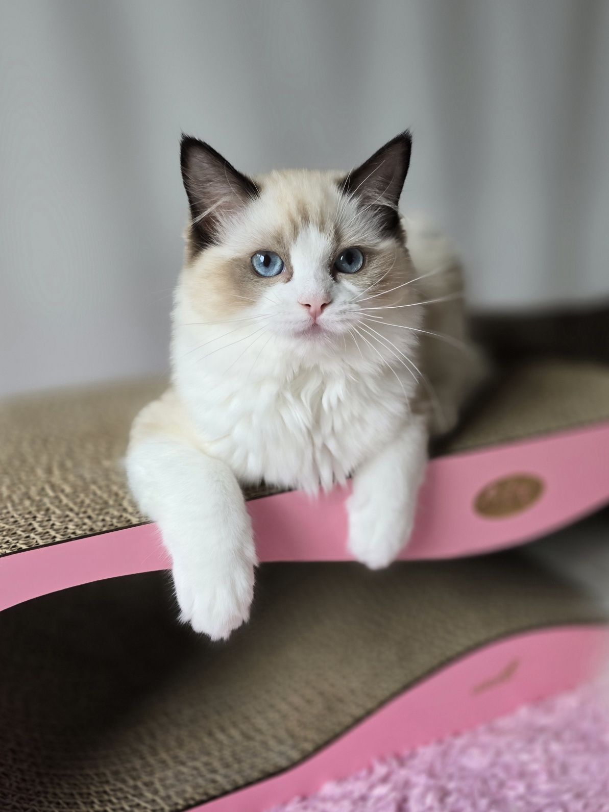 Ragdoll kotka seal bicolour