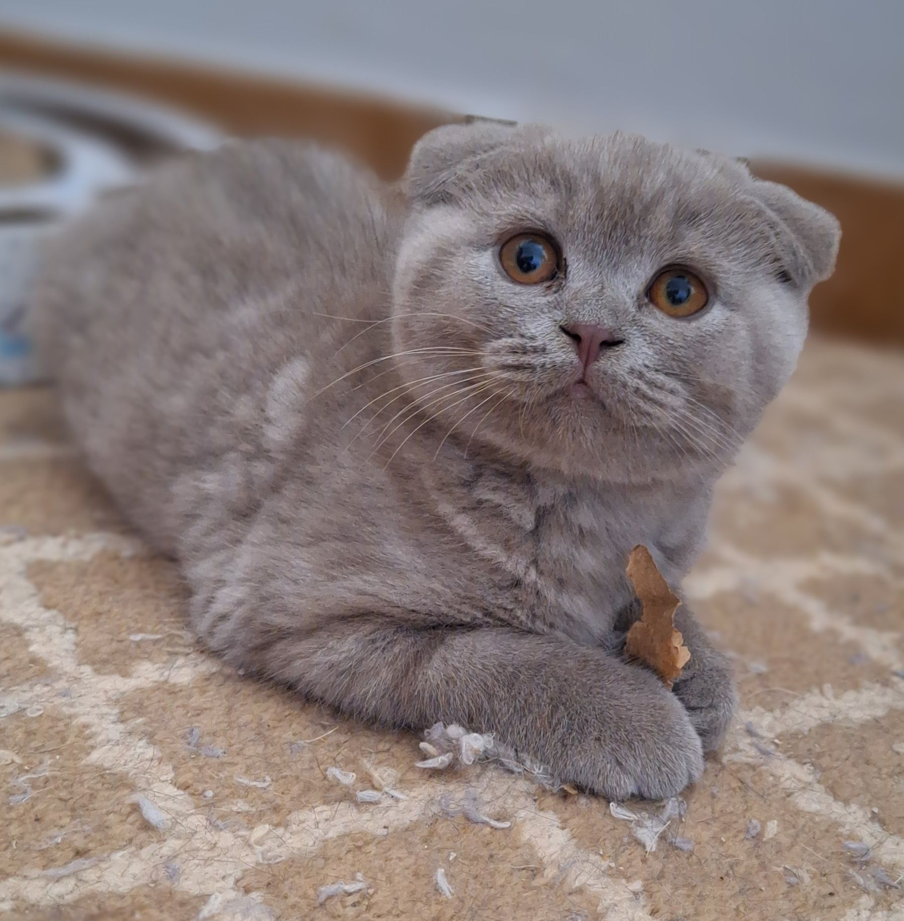 Scottish fold macho lilás