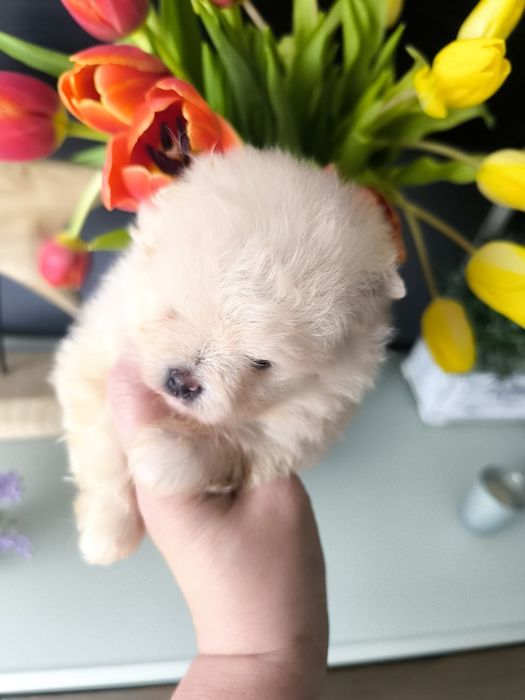 Spitz Anão/ Lulu da Pomerânia Pedigree.Lop e Afixo.Mini.