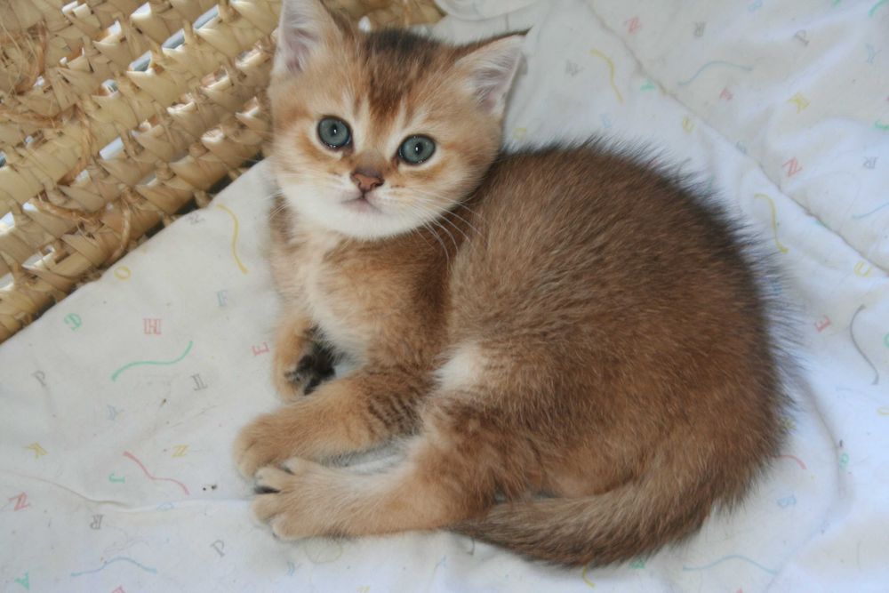 Шиншилятко з розумними очима