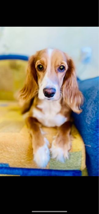 Віддаємо в хороші руки