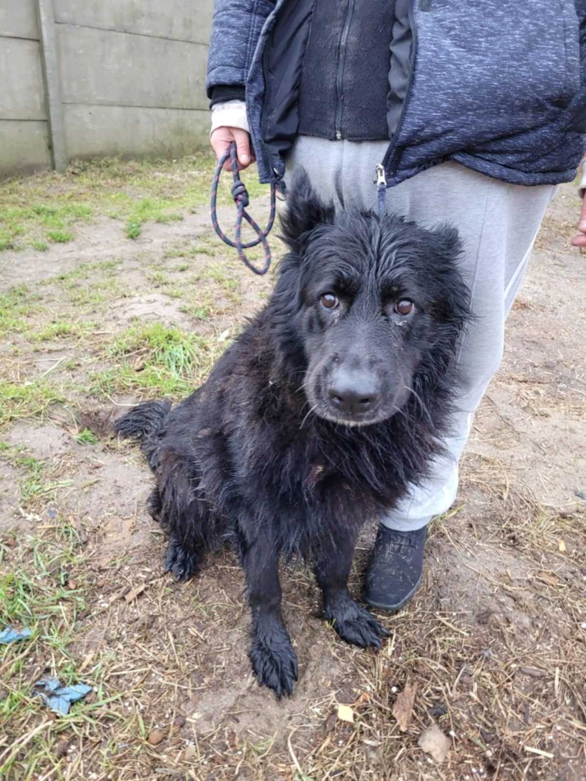 Spokojna CZARNA w typie owczarka niemieckiego szuka domu !!