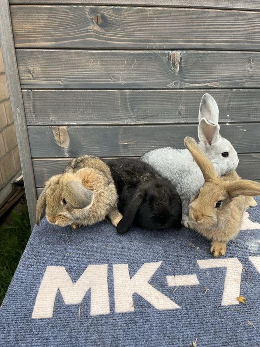 Mlode kroliki mieszańce