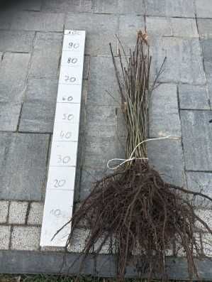 Dąb czerwony na zalesienia sadzonki 2 letnie